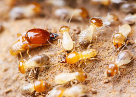 ���ݰ��Ϸ���